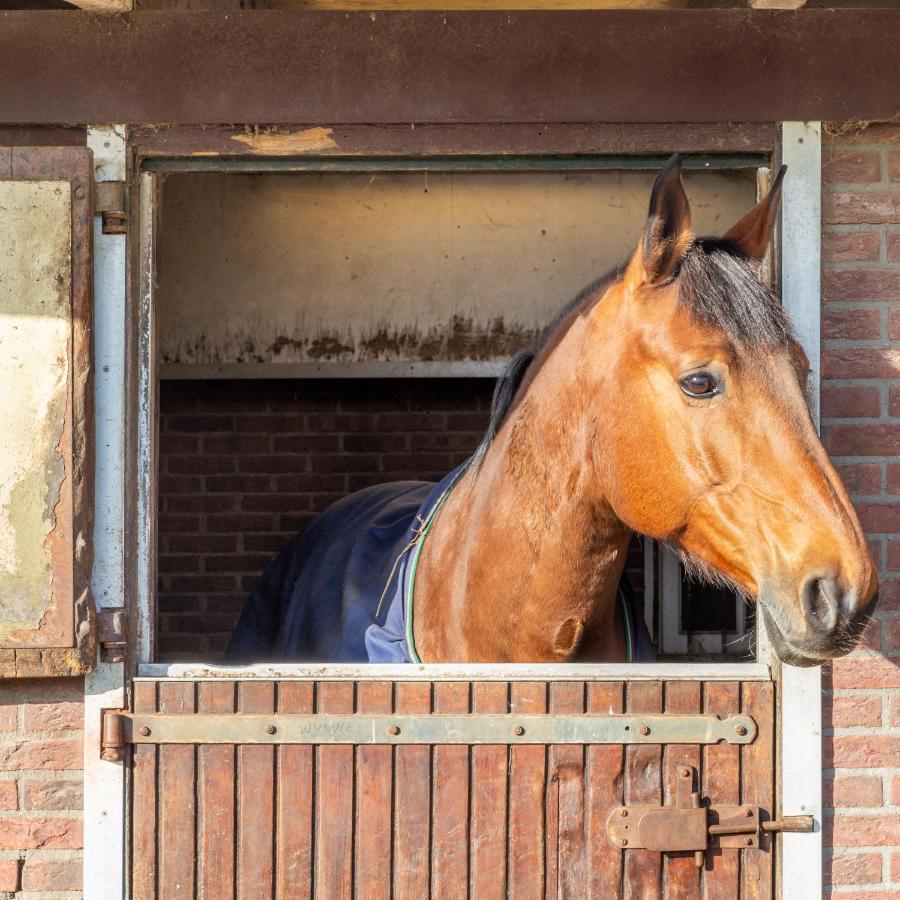 De Kievit Villa Vogelenzang Eksteriør bilde